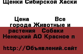 Щенки Сибирской Хаски › Цена ­ 20 000 - Все города Животные и растения » Собаки   . Ненецкий АО,Красное п.